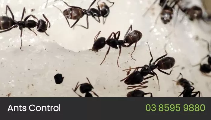 how do I get rid of ants in Melbourne? Ant Control Melbourne