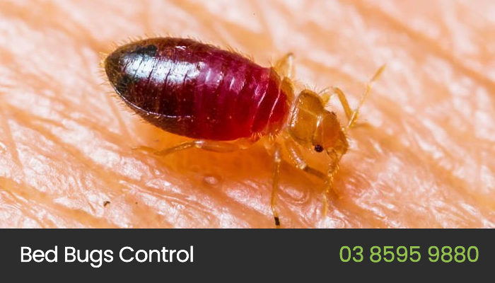 Bed Bugs Control