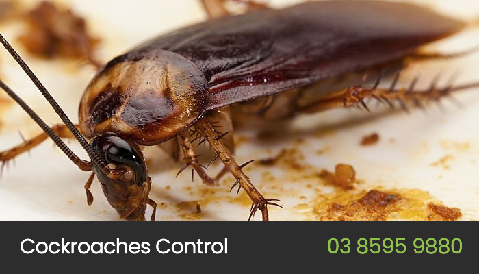 Cockroach Control