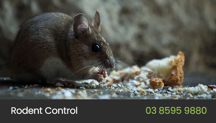 Rodent Control