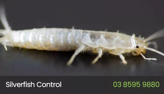 Hire Silverfish Control Experts Contact 03 8595 9880 Silverfish Control