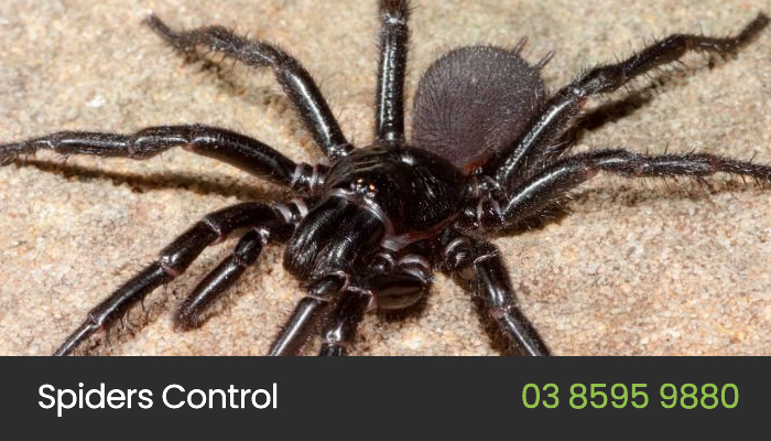 Spider Control