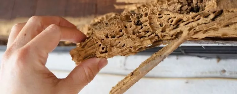 Termite Control Quote Termite Control Melbourne Northside