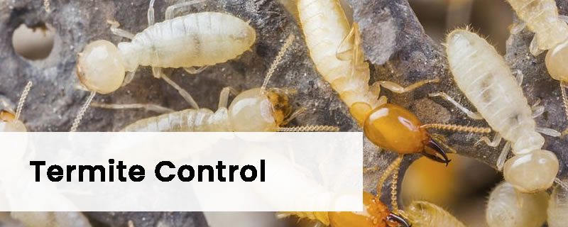 Termite Control Melbourne
