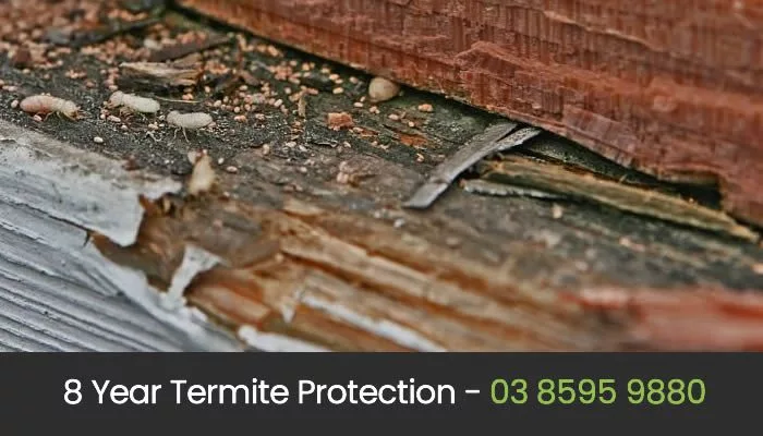 Termite Control Termite Treatment Melbourne