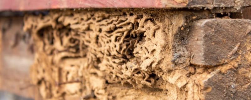 Termite Damage Melbourne