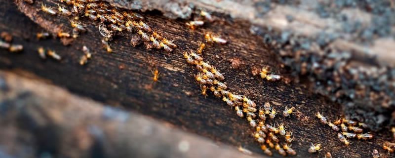 Don't Risk Your Home To Termite Attack