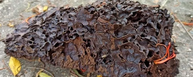 Termite nest found at Melbourne Home Termites Nest Melbourne