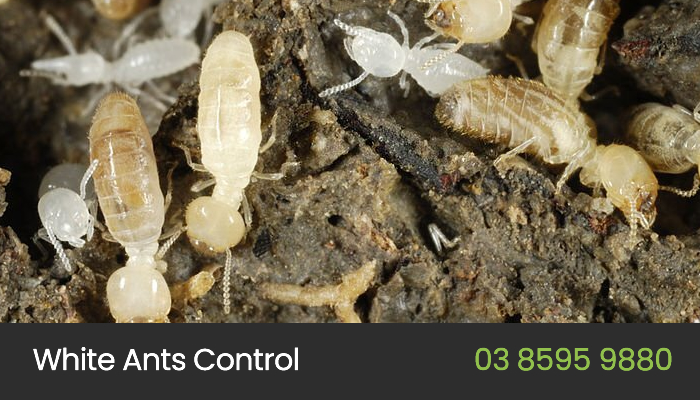 White Ant Control