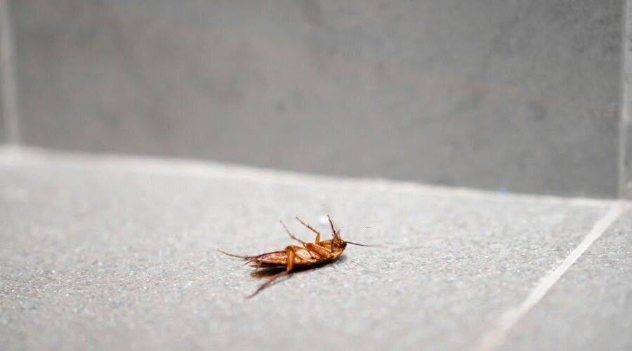 A Complete Guide to Pest Control in Melbourne