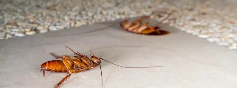 what is the best solution to get rid of cockroaches? What to Do if You Have a Cockroach Problem