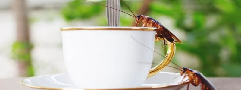 what is the best cockroach control in Australia? Cockroach Control Melbourne