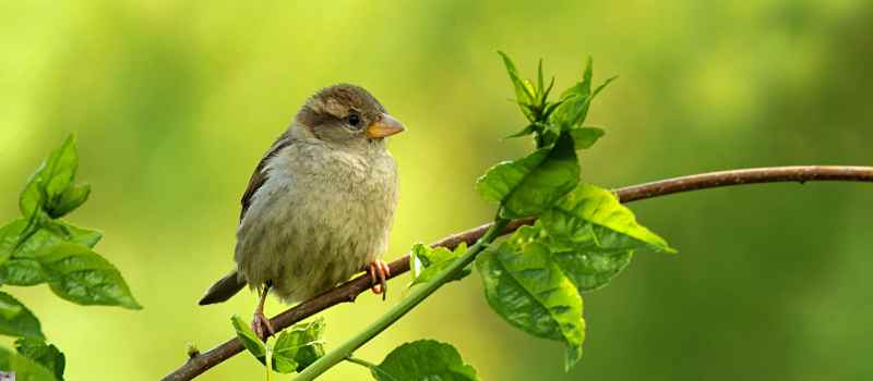 Professional Bird Proofing Services Bird Control Melbourne