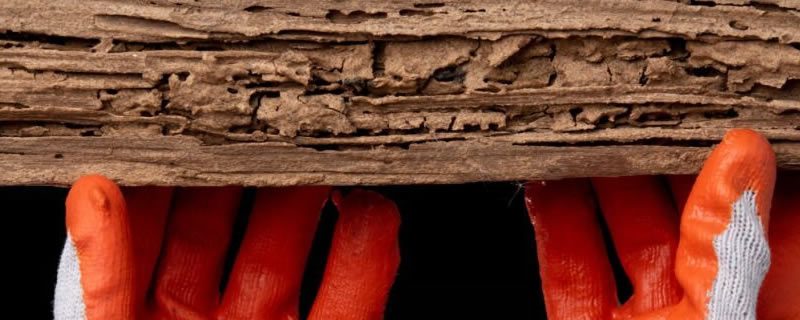 What Are the Signs of Termites?